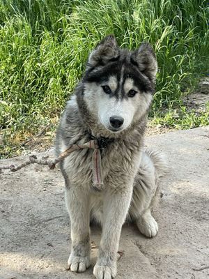 Sibirskaya haski