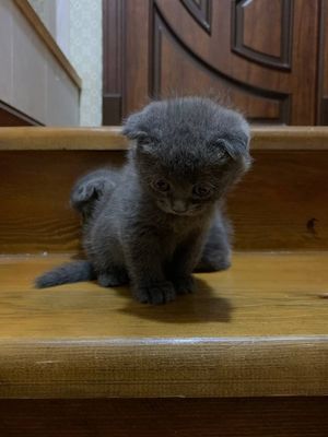 Кошки Скотиш фолд 3 малчик 1 девочка