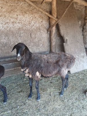 Ona qoylar 4 5 yowli qoyla