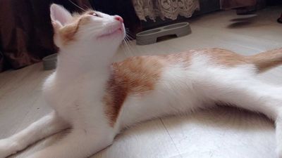 Пристраивается котенок