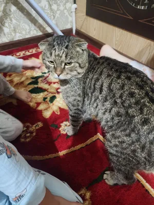 мушу пародаси вислоуха