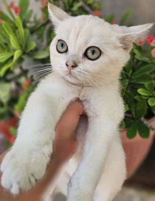 Серебристый шиншилла мальчик