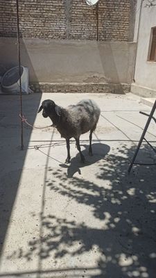 Казоки ку́й сотилади