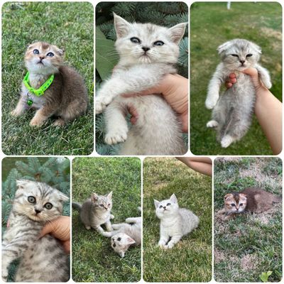 Британская шиншилла