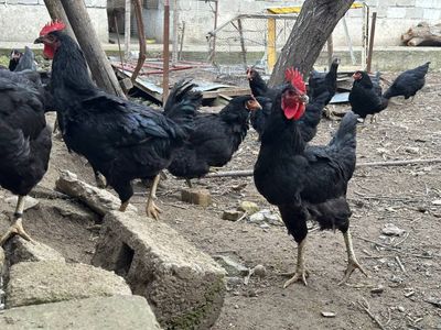 Qora wagzoda tuxumlar