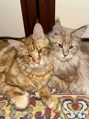 Рыжие коты Мейн кун полидакты
