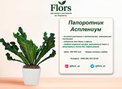 Цветы для дома и офиса - растение - Папоротник Асплениум