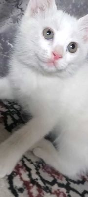 Пародистый котик (мальчик)