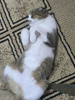 Домашнее животное