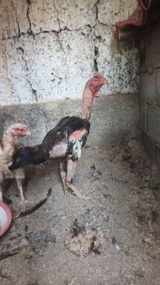 Zorini zoraganlarga 5 ta yutugi bor avgustda yoshiga toladi