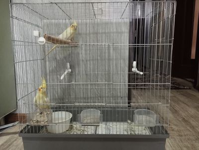 Кафаси блан иккаласи сотлади)