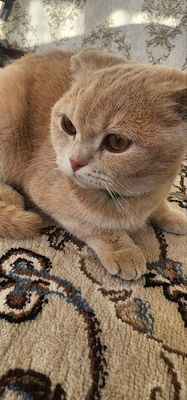 Скотч Мушук кошка
