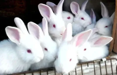 Прадаётся кролики