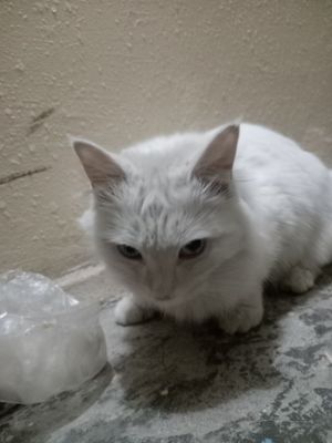 Кто потерял кота?