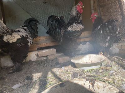 Брама хорозлар. (ТУРКИЯ ЛИНИЯ)