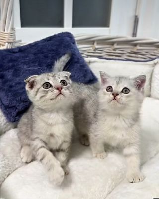 шиншилла мушук боласи