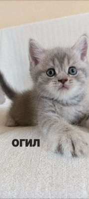 Продаётся котики