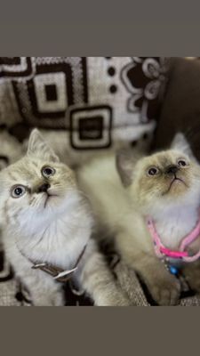 Продатса котята сиямские. 1.5 месяца к лотку приучены. Игрис.