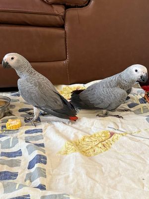 Жако сотилади 3 ойлик