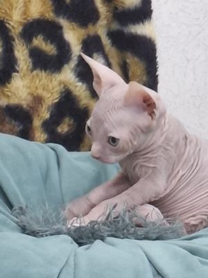 Котята Сфинкс продаютца