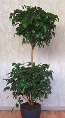 Кофейное дерево. Kofe daraxti. Ofis va xonadon uchun