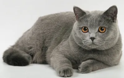 Британская короткошерстная кошка.