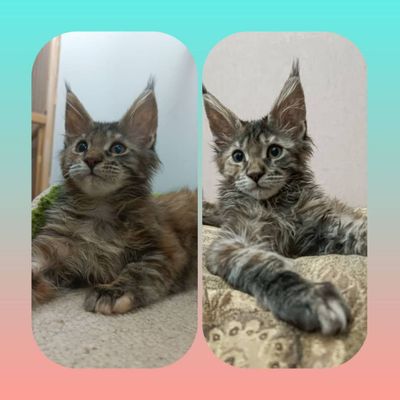Котята Мейн Кун продажа