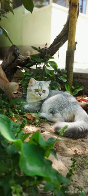 серебристая шиншилла скотиш страйт
