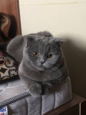 Продается Кошка Вислоухая Scottish fold Mushuk