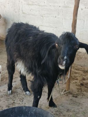Echki sotiladi urgʻochi