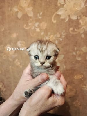 ПРОДАЮТСЯ породистые котята