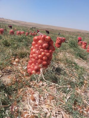Пиёз оптом самарканд