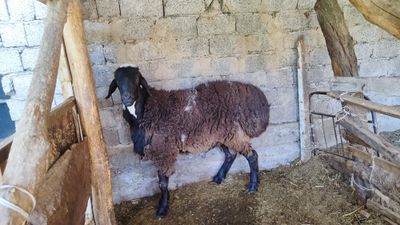 Qo'y sotiladi oladigan odam bosa kelishamz