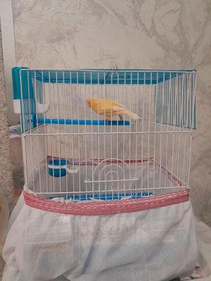 Продам канарейку красный