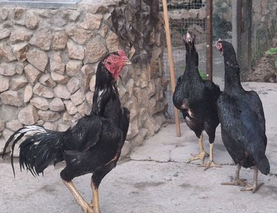 Dakan korozlar sotiladi