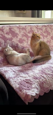 кот и кошка продаются