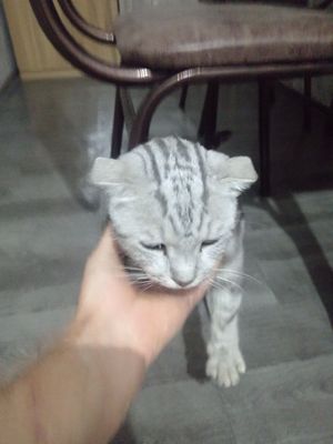 Mushukvoy uydan ko'chaga chiqmagan