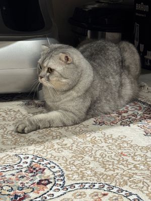 Шотландский Висло ухо