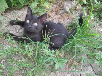 Отдам котенка в добрые руки