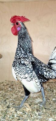 Qoroz paroda serebristi