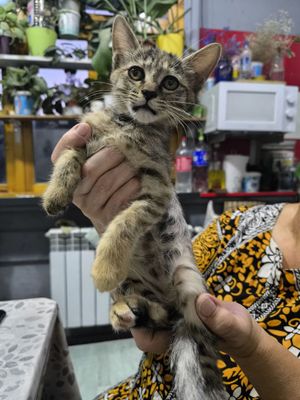 Отдам котенка 2.5 месяца в хорошие руки