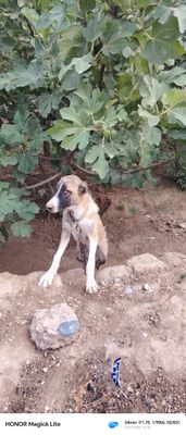 Алабай сртилади 4 ойлик кучук