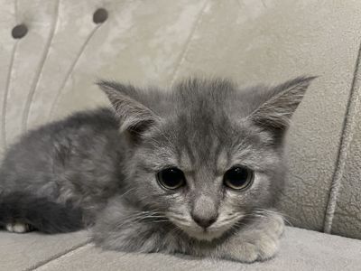 Домашняя умная кошка