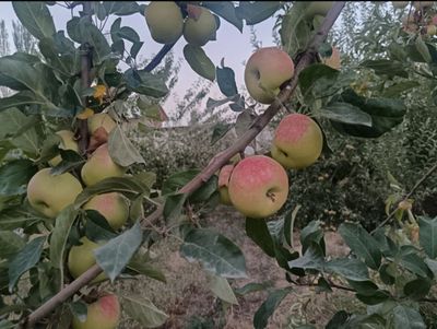 Олма махсулотлари