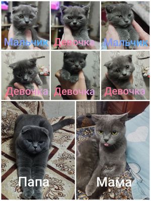 Продаются котята