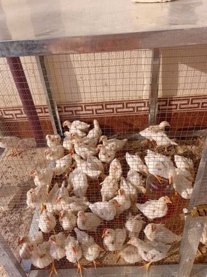 40 кунлик жужалар сотилади