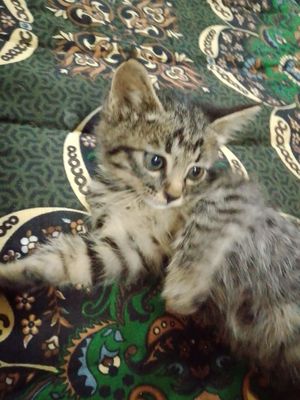 Продам кошку в хорошем рукам