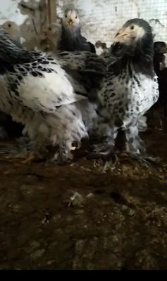 темний пух точкали жўжалар сотилади