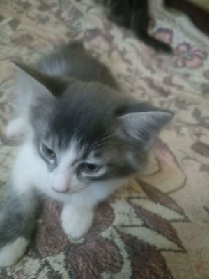 Котята в хорошие руки