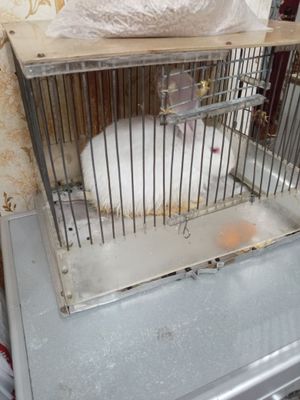 Продаётся кролик